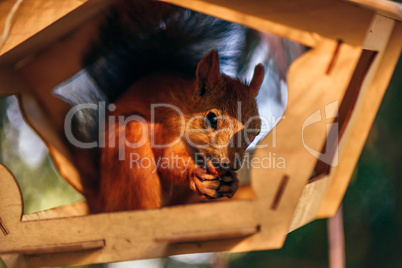 Squirrel eats nuts in the feeder.