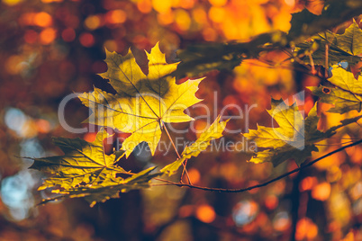 Yellow maple foliage