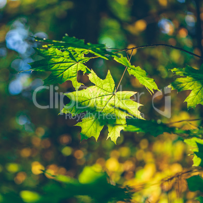 Green maple foliage