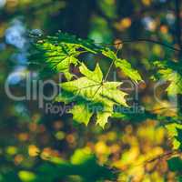 Green maple foliage