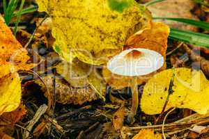 Grebe among the yellow leaves.