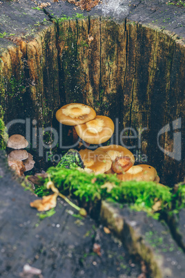 Mushrooms and moss on the tree trunk,
