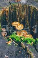 Mushrooms and moss on the tree trunk,