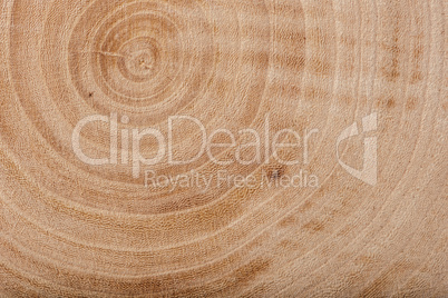 Ash wood slab texture with annual rings.