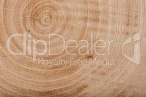 Ash wood slab texture with annual rings.