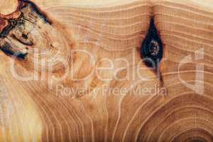 Ash wood slab texture with annual rings.