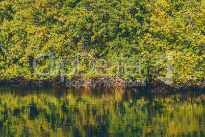 Background of forest with reflection on water