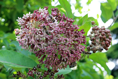 Seidenpflanze, Papageienpflanze, Blüte