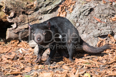Tasmanian devil, Sarcophilus harrisii