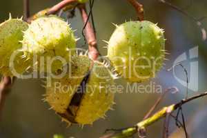 Horse-chestnut, Aesculus hippocastanum
