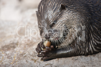 Asian small-clawed otter, Amblonyx cinerea