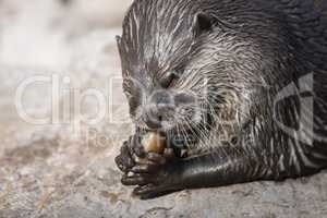 Asian small-clawed otter, Amblonyx cinerea