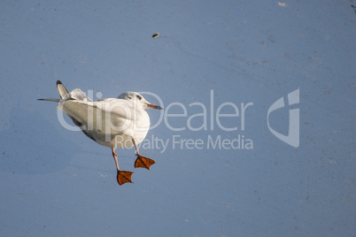 Small gull standing on a glass roof