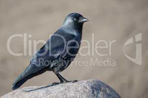 Western Jackdaw, Coloeus monedula