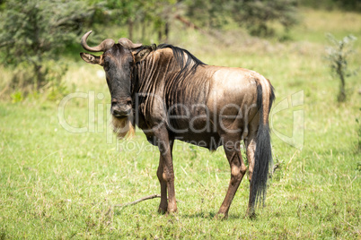 Blue wildebeest missing horn stands watching camera