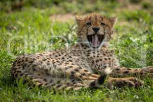 Cheetah cub lies yawning in short grass