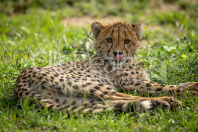 Cheetah cub lies licking lips on grass