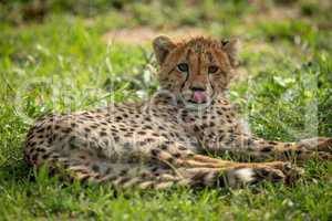 Cheetah cub lies licking lips on grass