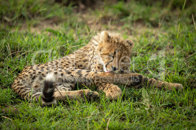 Cheetah cub lies licking foreleg in grass