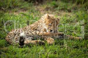 Cheetah cub lies licking foreleg in grass