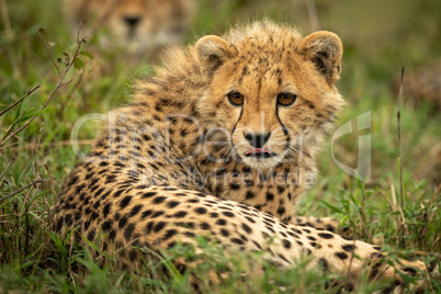Cheetah cub lies licking lips in grass