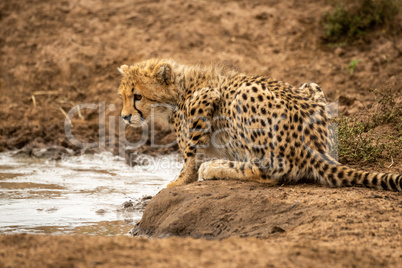 Cheetah cub lies by water facing left