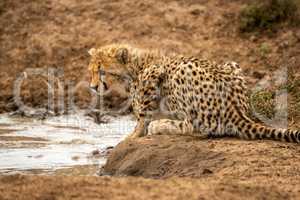 Cheetah cub lies by water facing left