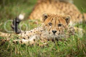 Cheetah cub lies in grass eyeing camera