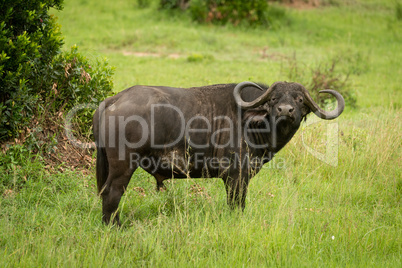 Cape buffalo stands in grass watching camera