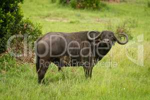 Cape buffalo stands in grass watching camera