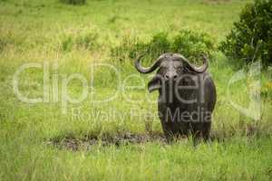 Cape buffalo stands in mud watching camera