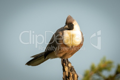Bare-faced go-away-bird perched on dead tree stump