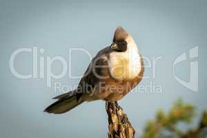 Bare-faced go-away-bird perched on dead tree stump