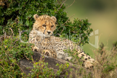 Cheetah cub lies on rock in bushes Cheetah cub lies on rock in bushes
