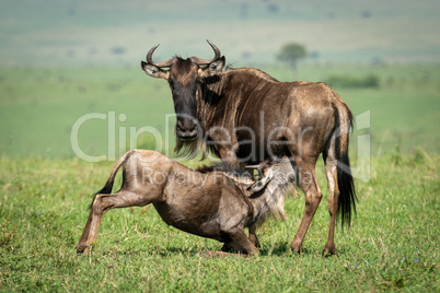 Blue wildebeest nurses calf on sunny grassland