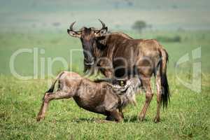 Blue wildebeest nurses calf on sunny grassland