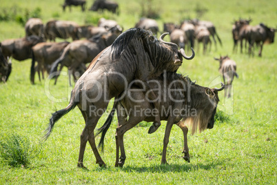Blue wildebeest mating in grass near herd