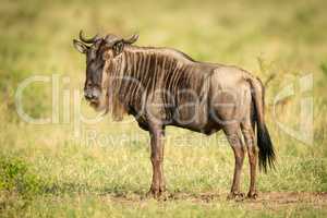 Blue wildebeest stands in savannah turning head