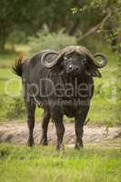 Cape buffalo stands facing camera with oxpecker