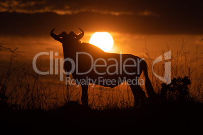 Blue wildebeest stands in silhouette at sunset
