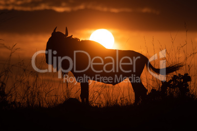 Blue wildebeest silhouetted at sunset flicking tail