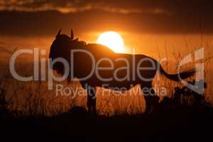 Blue wildebeest silhouetted at sunset flicking tail