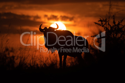 Blue wildebeest stands silhouetted against sunset sky