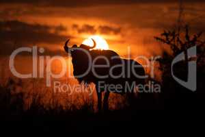 Blue wildebeest stands silhouetted against sunset sky