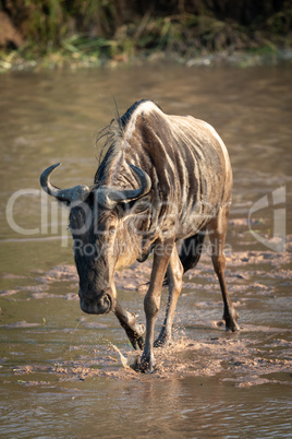 Blue wildebeest crosses shallow river at dawn