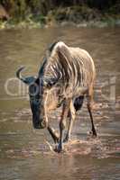 Blue wildebeest crosses shallow river at dawn