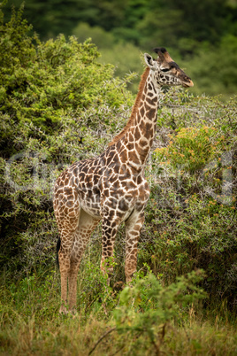 Baby Masai giraffe stands near thorn trees