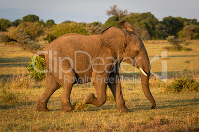 African bush elephant runs across sunlit savannah