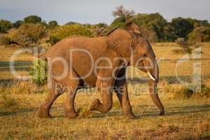 African bush elephant runs across sunlit savannah