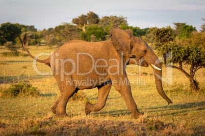 African bush elephant runs through sunlit savannah